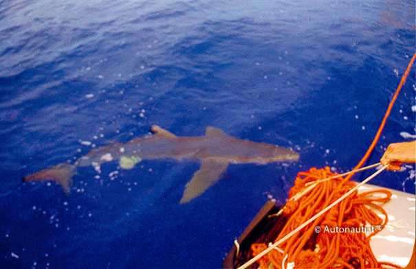 Nel 1999 due italiani attraversarono l'oceano Atlantico usando delle auto galleggianti Nel 1999 due italiani attraversarono l'oceano Atlantico usando delle auto galleggianti
