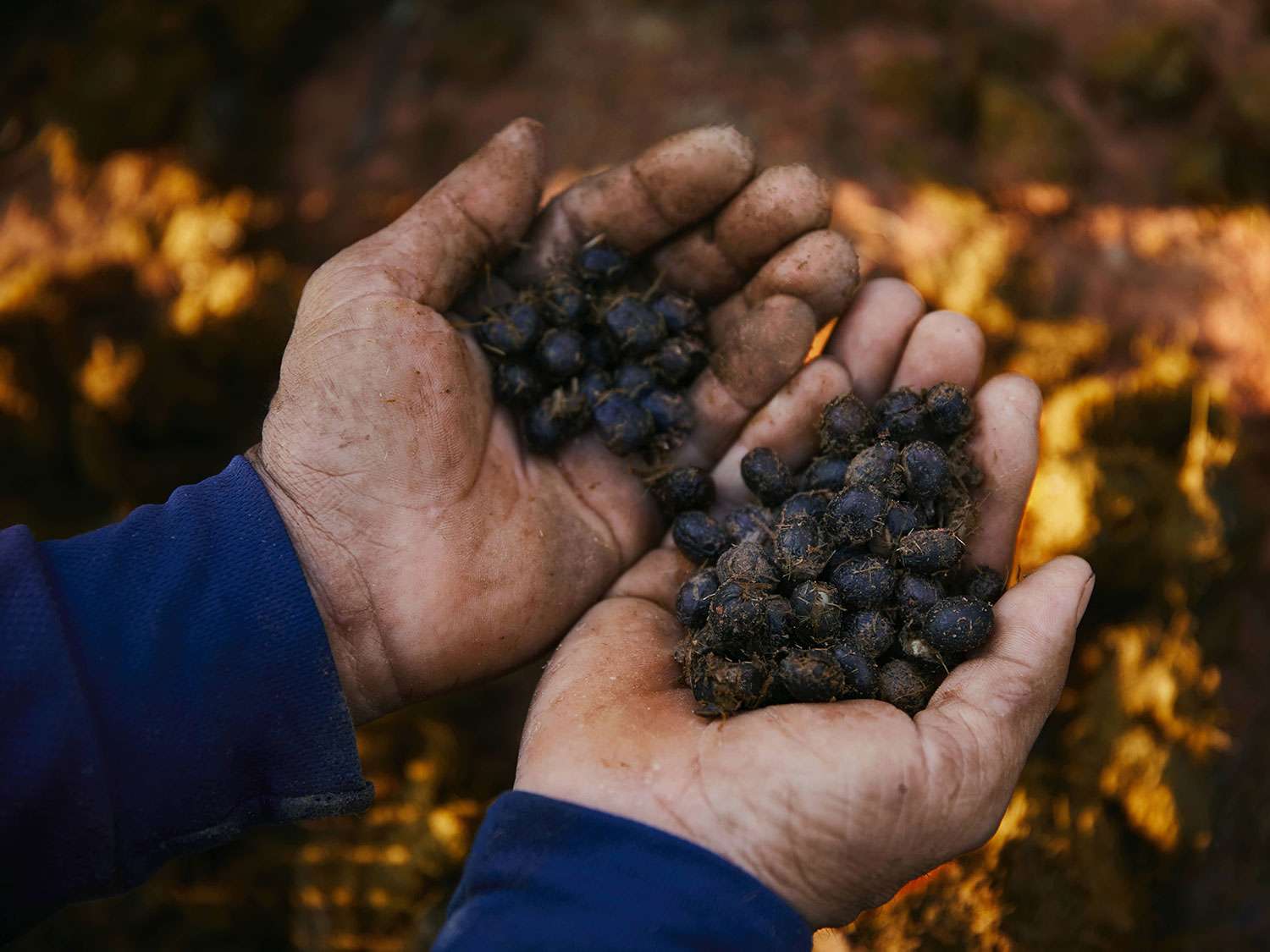 Il Caffè Avorio Nero è un caffè che viene defecato dagli elefanti per migliorarne il sapore