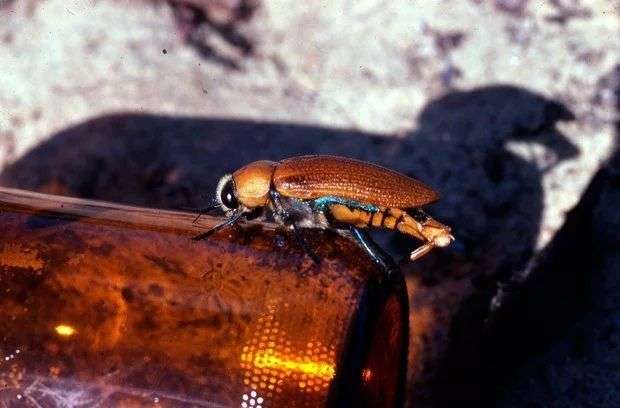 Lo Scarabeo Gioiello ama accoppiarsi con le bottiglie di birra a cui si attacca fino allo sfinimento