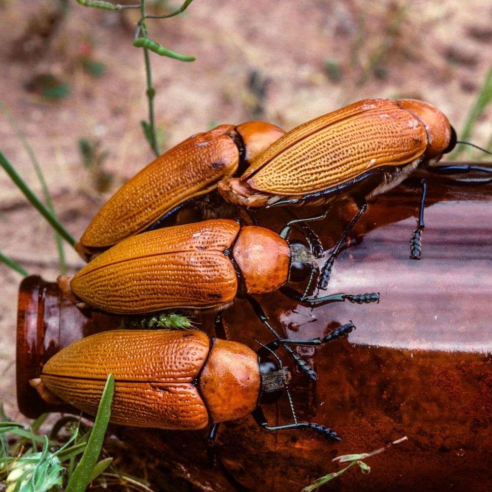 Lo Scarabeo Gioiello ama accoppiarsi con le bottiglie di birra a cui si attacca fino allo sfinimento