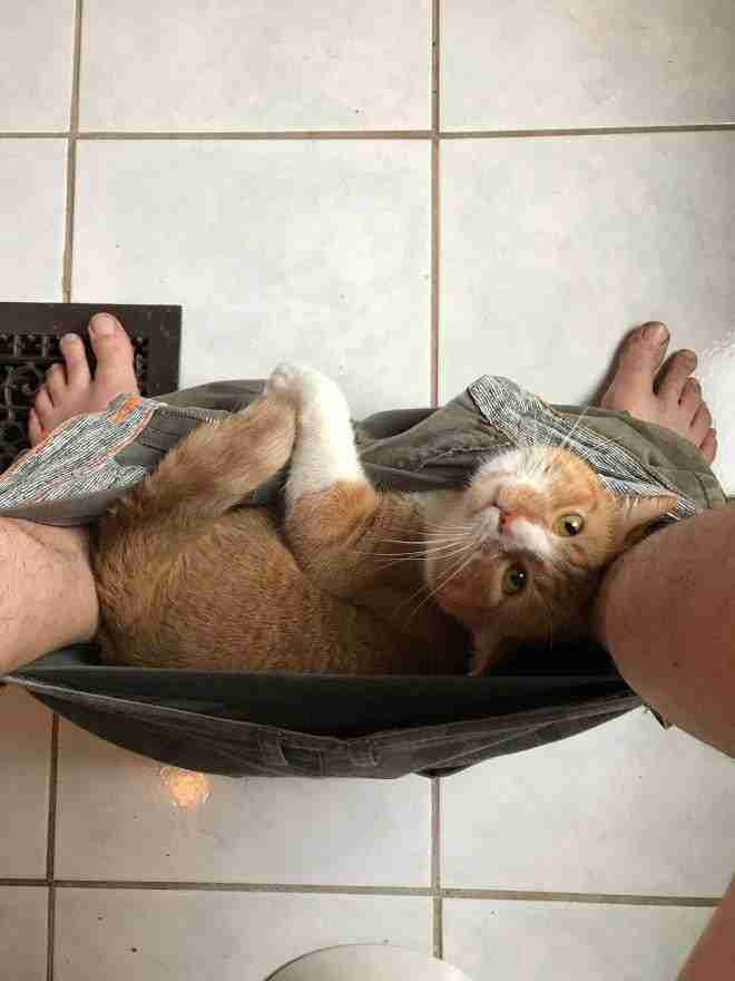 Comunicare con i gatti: il segreto del "sorriso felino" Comunicare con i gatti: il segreto del "sorriso felino"