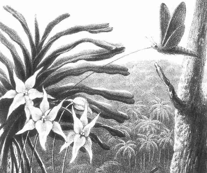 La sfinge di Morgan, l'insetto con la lingua più lunga previsto da Charles Darwin La sfinge di Morgan, l'insetto con la lingua più lunga previsto da Charles Darwin