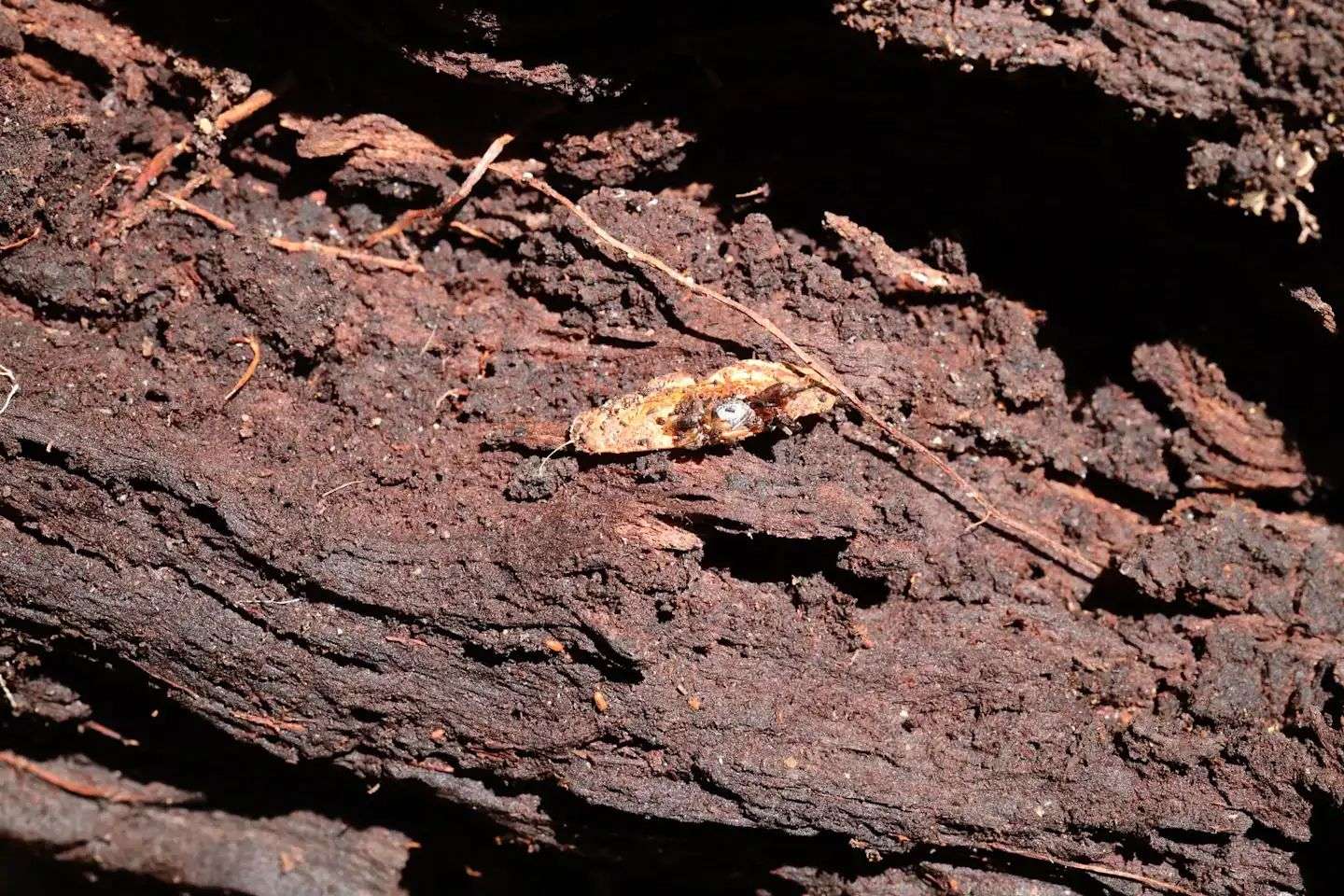 Il bruco carnivoro che "indossa le ossa" delle sue prede per mimetizzarsi