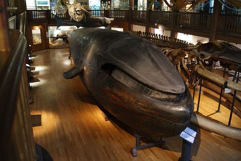 La balena di Malm: l'unica balena imbalsamata al mondo La balena di Malm: l'unica balena imbalsamata al mondo
