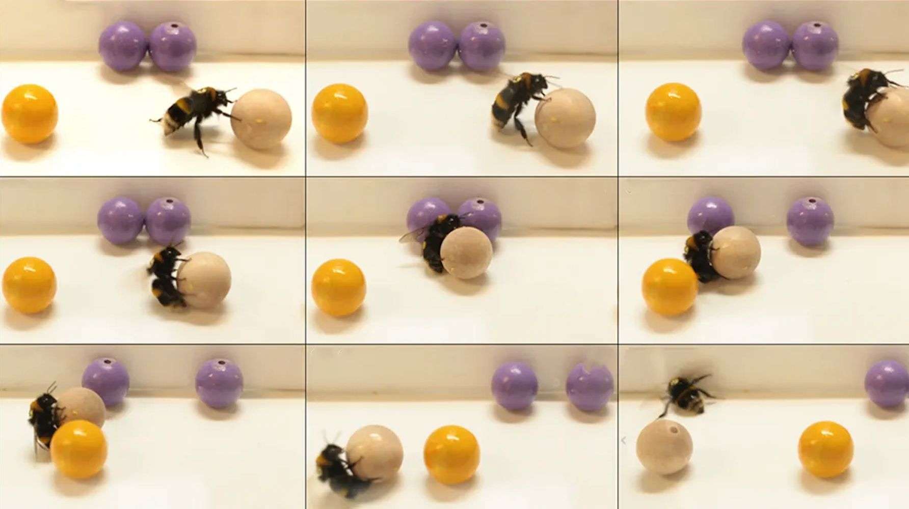 Ai bombi piace giocare. La scoperta che rivoluziona ciò che sappiamo degli insetti