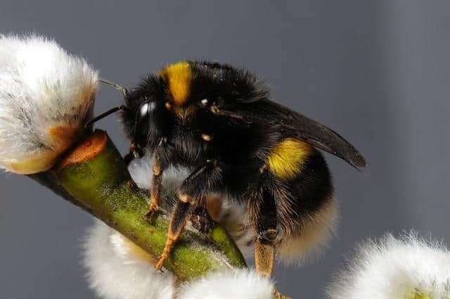 Ai bombi piace giocare. La scoperta che rivoluziona ciò che sappiamo degli insetti Ai bombi piace giocare. La scoperta che rivoluziona ciò che sappiamo degli insetti
