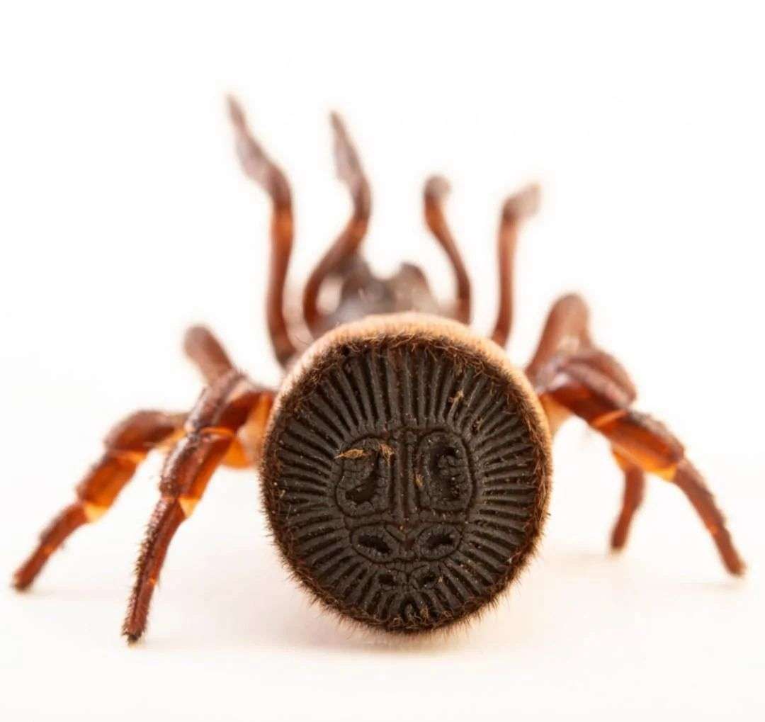 ragno sedere oreo