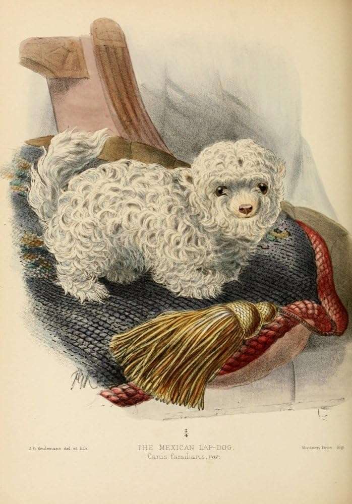 Il cagnolino messicano era lungo appena 18 cm e aveva il pelo folto. Un “peluche” estinto.