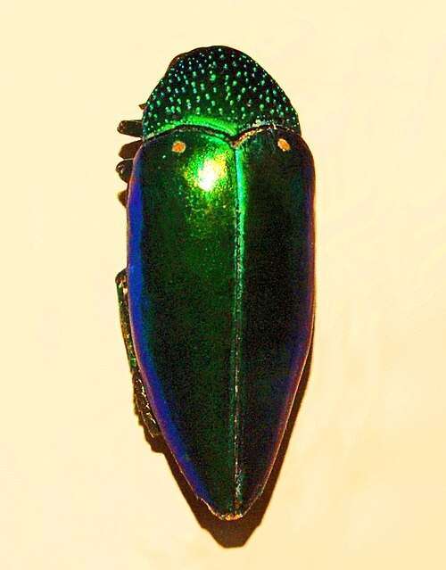 Ali di scarabeo usate per abbellire abiti di lusso. Quando un insetto è bellezza Ali di scarabeo usate per abbellire abiti di lusso. Quando un insetto è bellezza